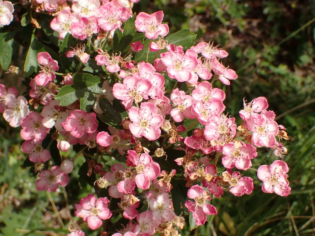 Crataegus Laevigata