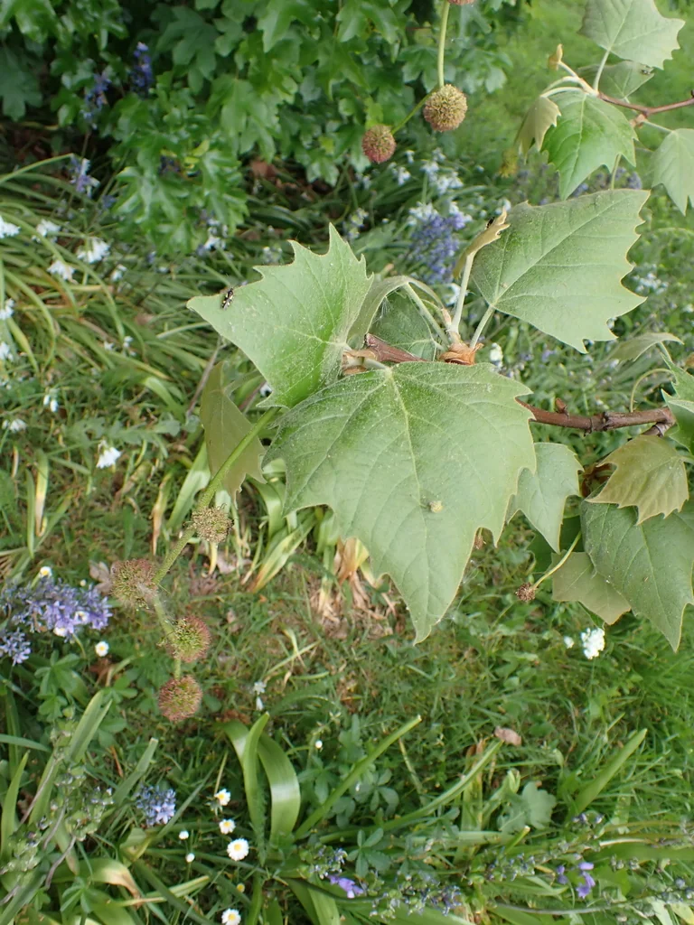 Platanus X Hispanica
