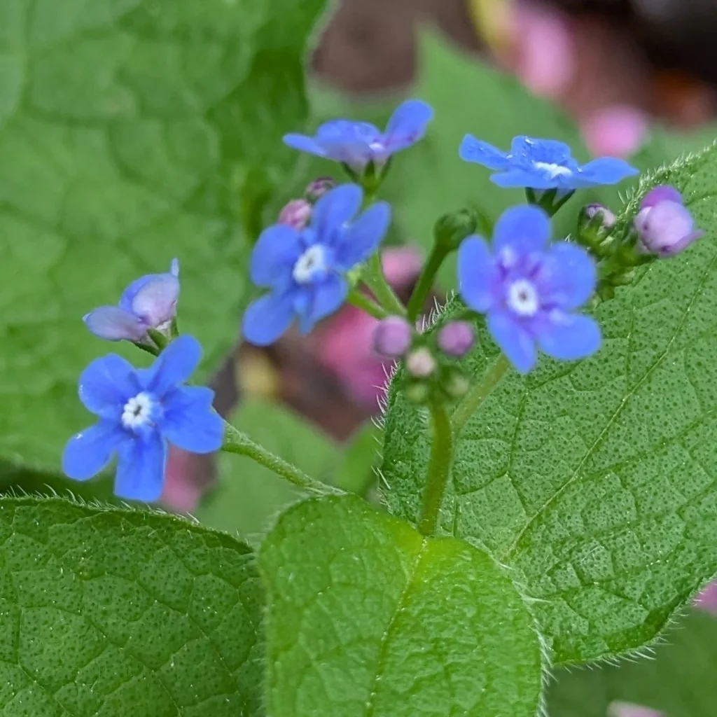 Brunnera macrophylla