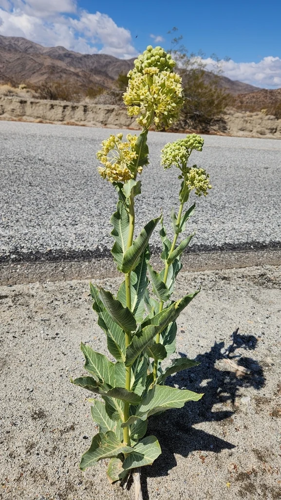 Asclepias Erosa