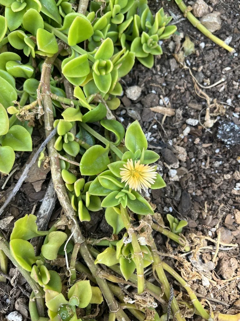 Aptenia cordifolia