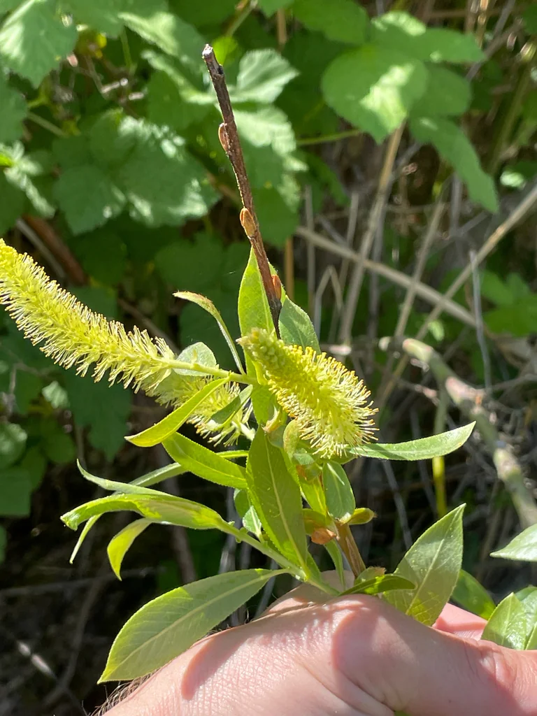 Salix Lucida Ssp. Lasiandra