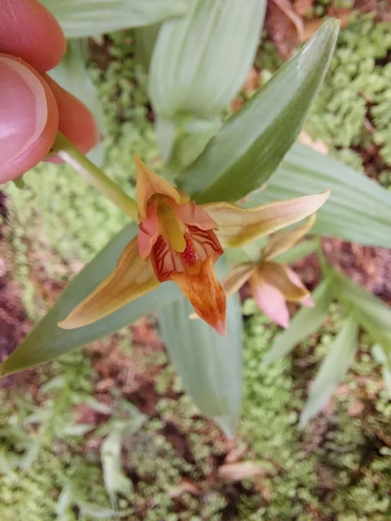 Epipactis Gigantea