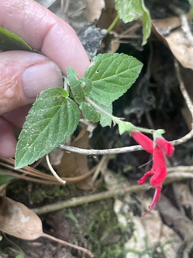 Salvia Elegans