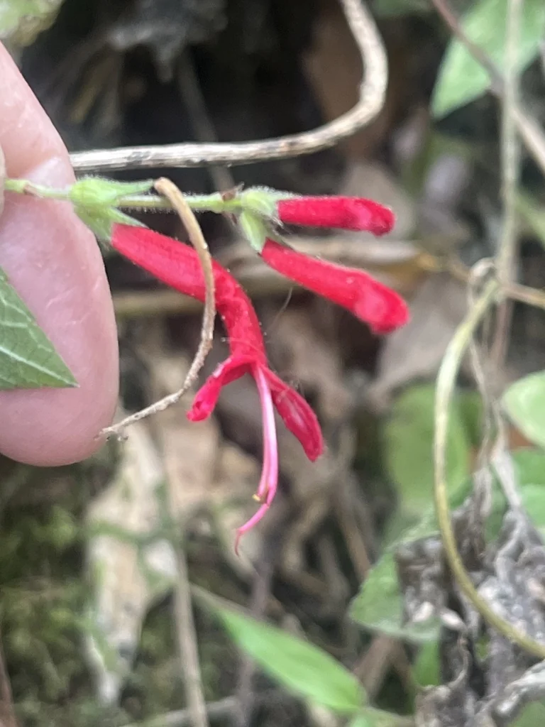 Salvia Elegans