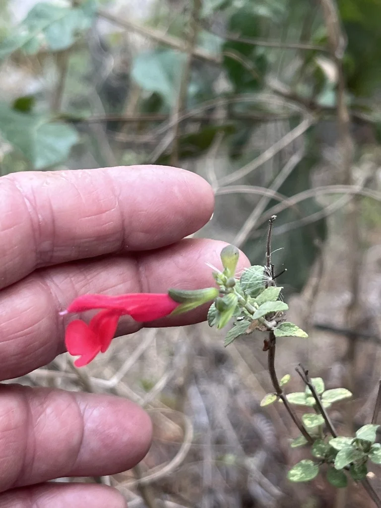 Salvia Microphylla