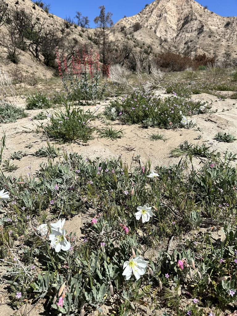 Oenothera californica