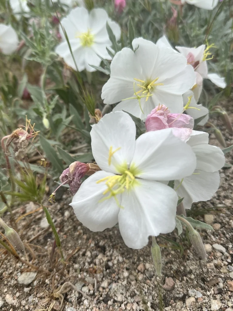 Oenothera californica