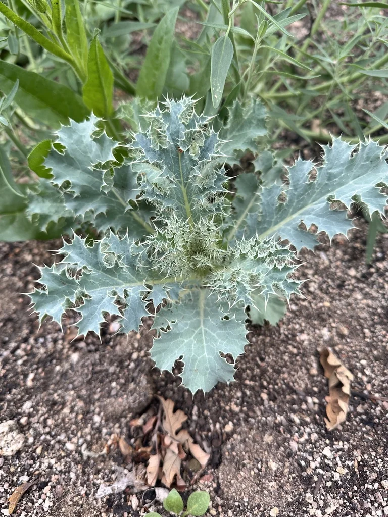 Argemone Munita