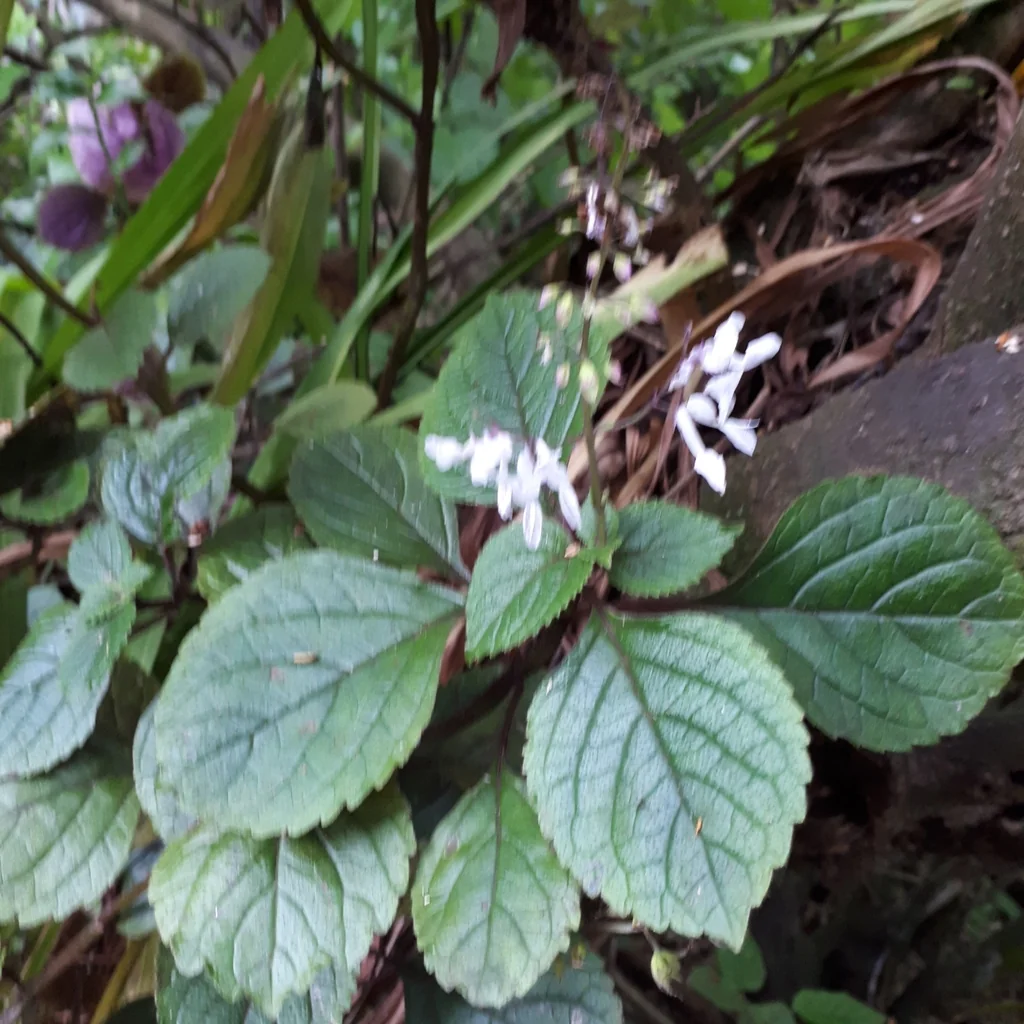 Plectranthus ciliatus