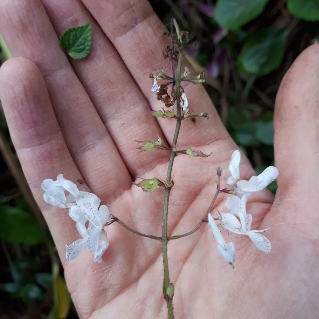 Plectranthus ciliatus