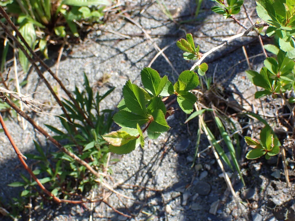 Crataegus Douglasii