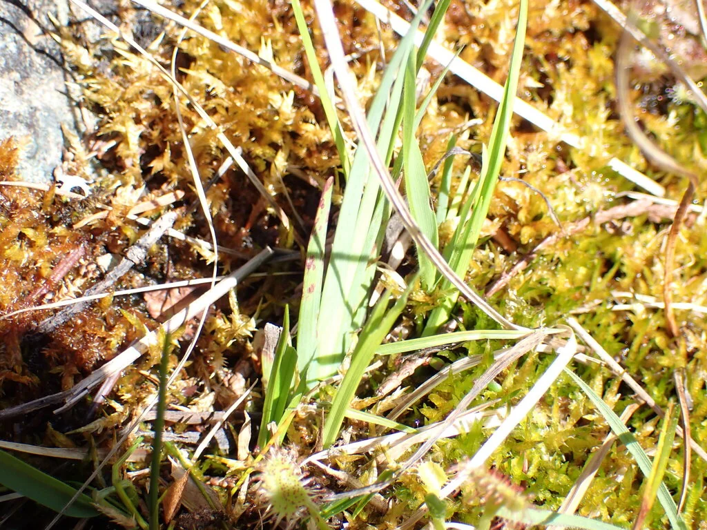 Sisyrinchium Californicum