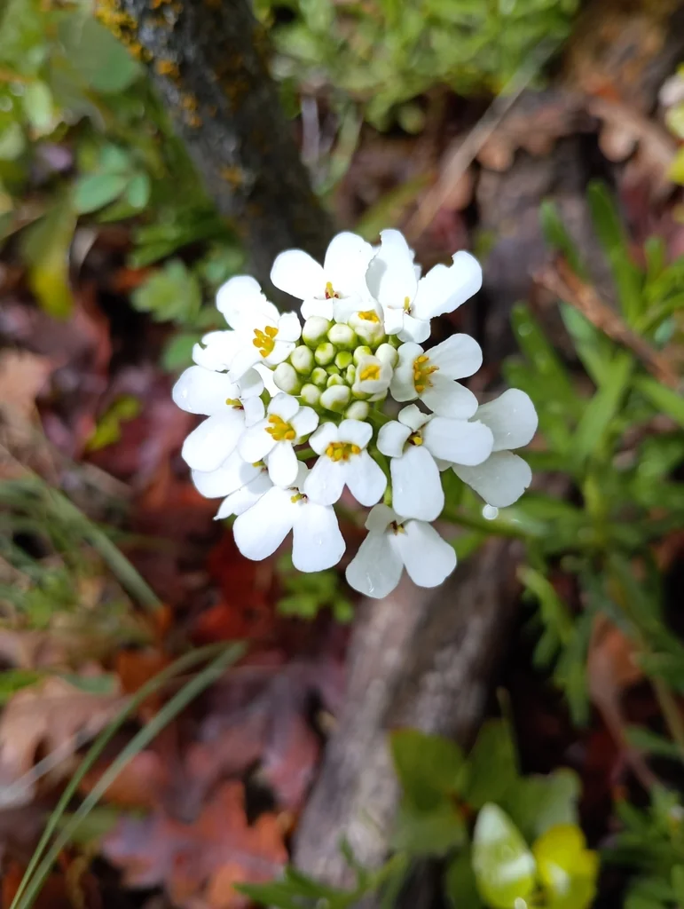 Iberis Sempervirens