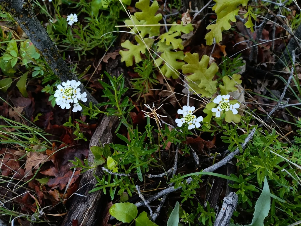 Iberis Sempervirens