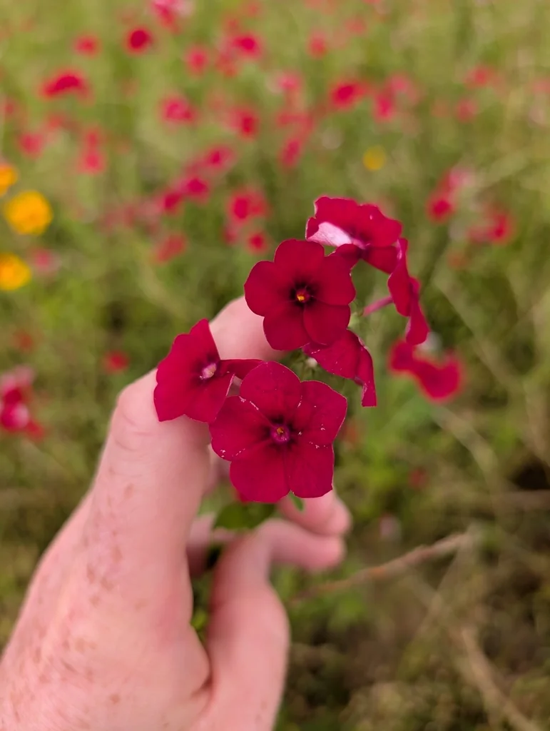 Phlox drummondii