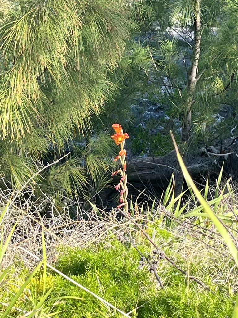 Gladiolus Dalenii