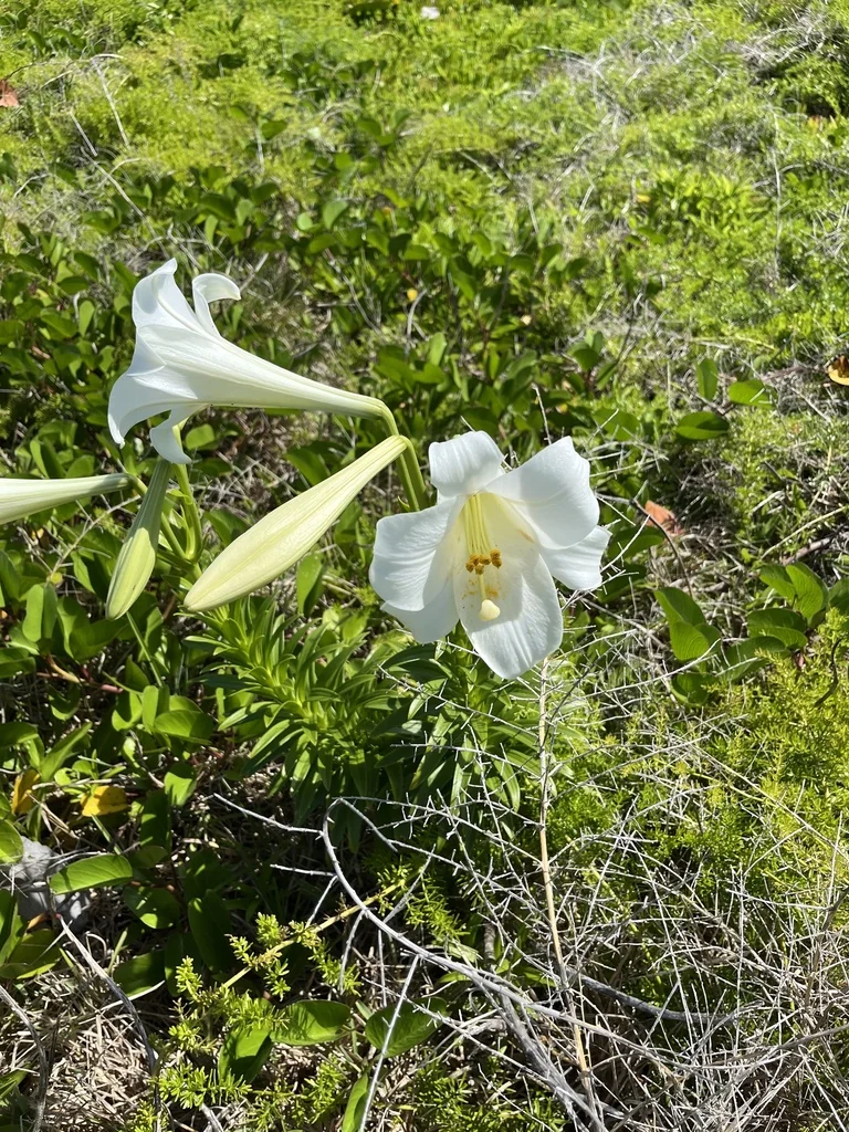 Lilium Longiflorum
