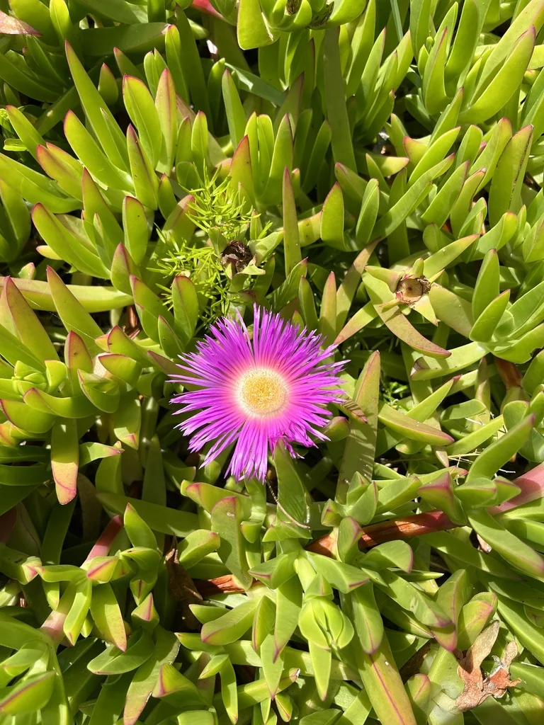 Carpobrotus Chilensis