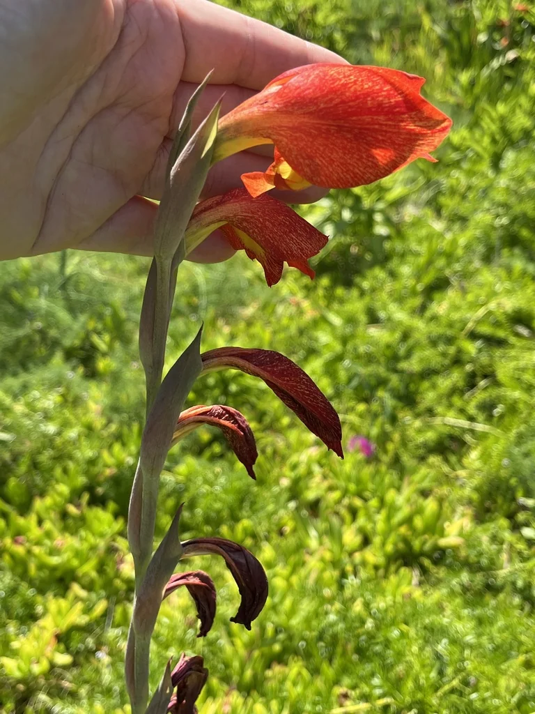Gladiolus Dalenii