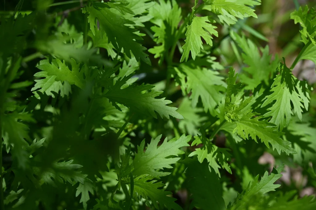 Conoclinium Greggii