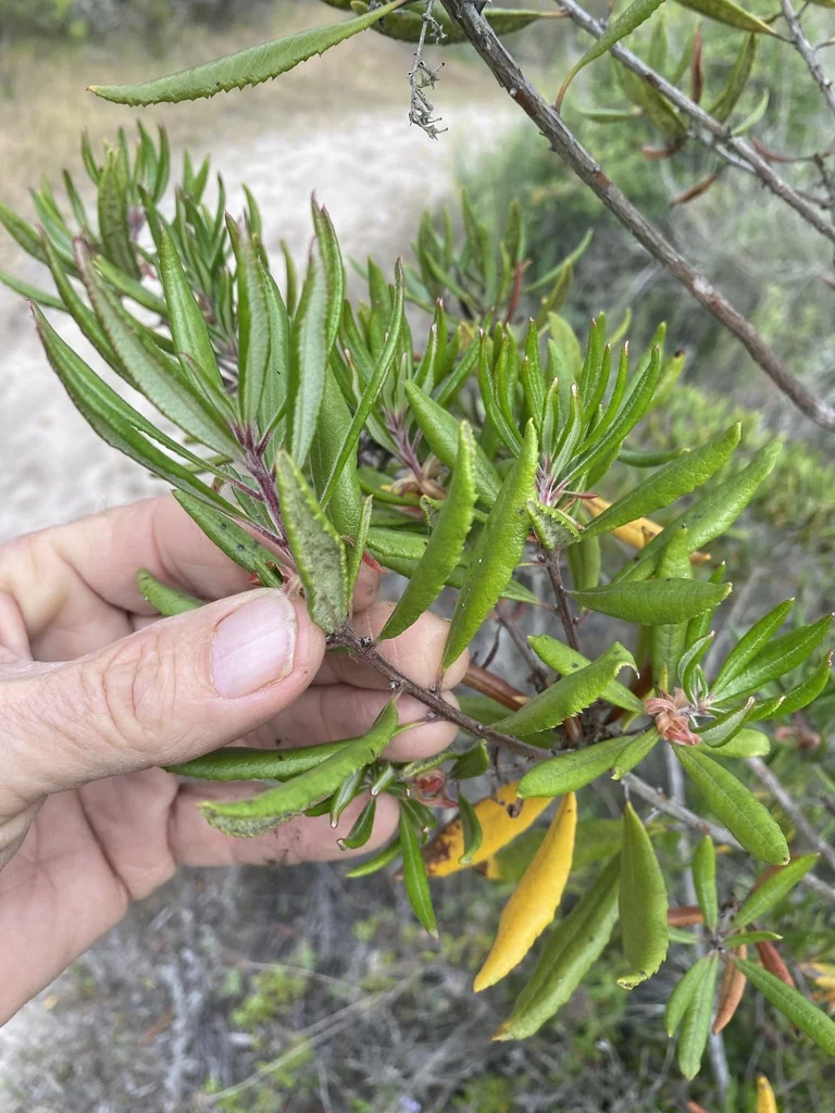 Comarostaphylis Diversifolia