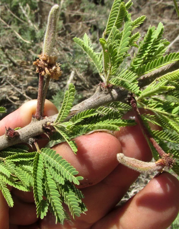 Acacia Schaffneri