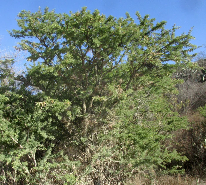 Acacia Schaffneri