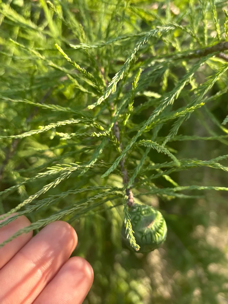 Taxodium Ascendens