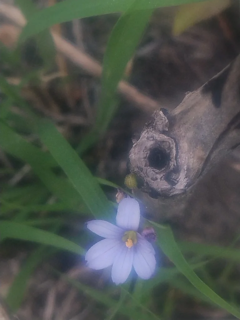 Sisyrinchium Campestre