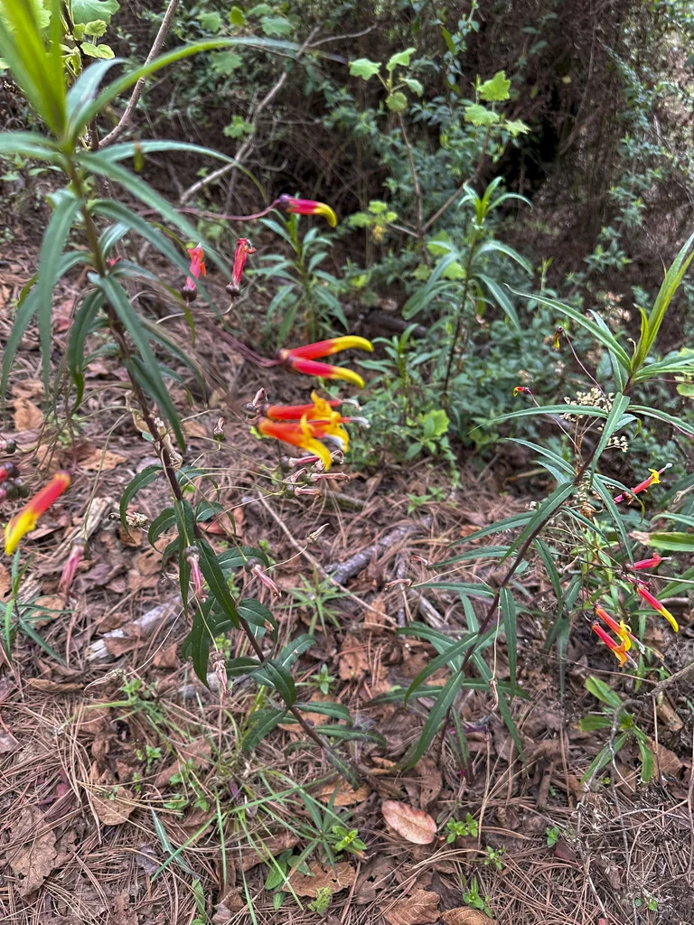 Lobelia Laxiflora