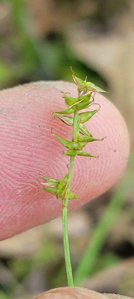 Carex Texensis