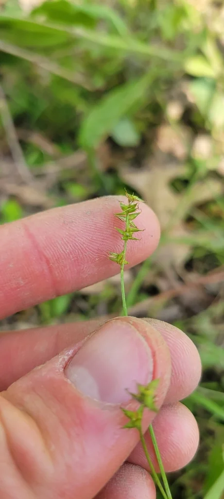Carex Texensis