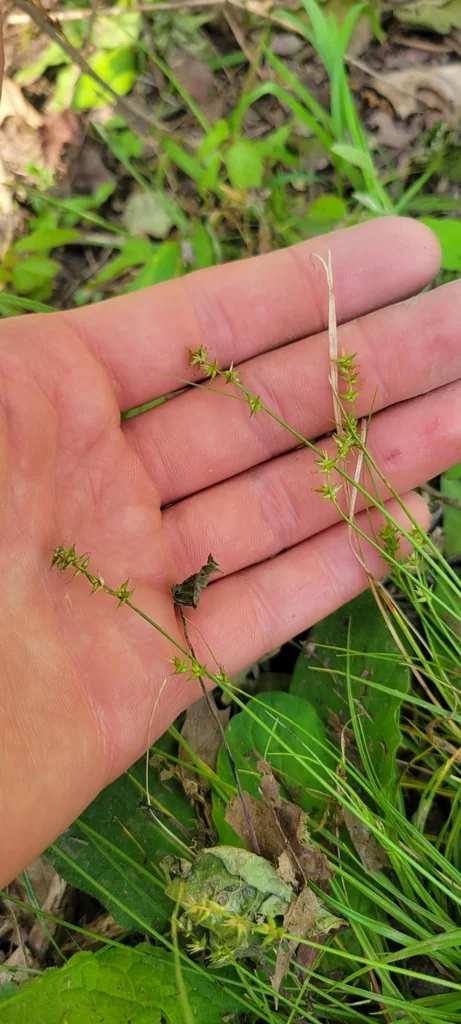 Carex Texensis