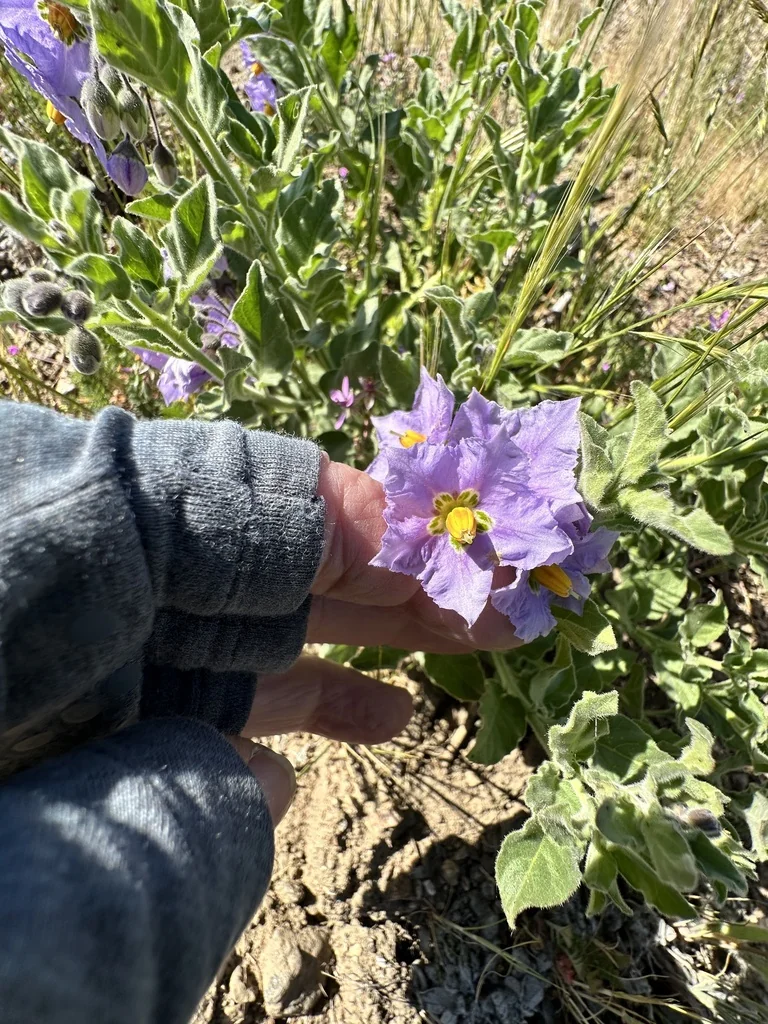 Solanum Xanti