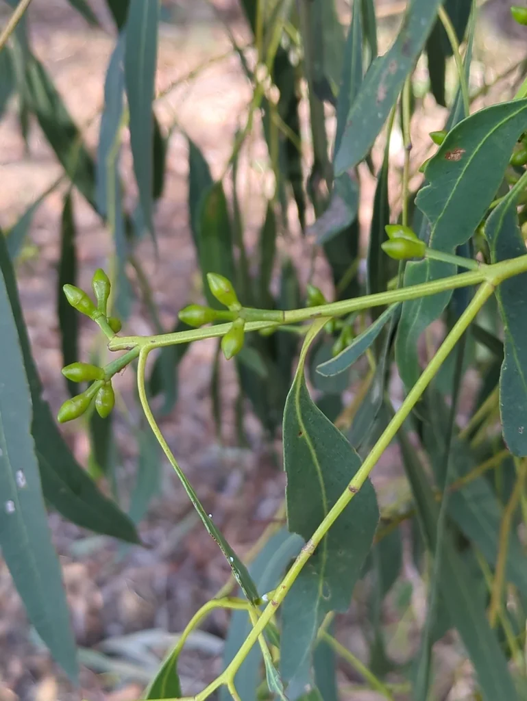 Eucalyptus Viminalis