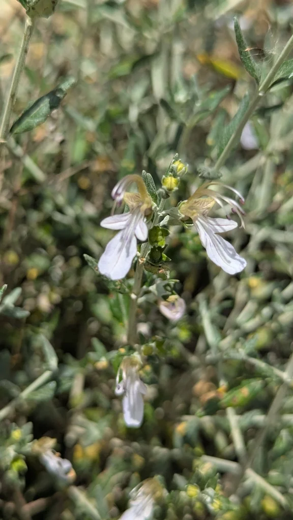 Teucrium Fruticans