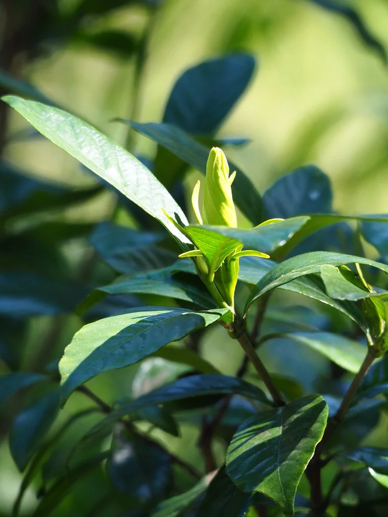 Gardenia Jasminoides