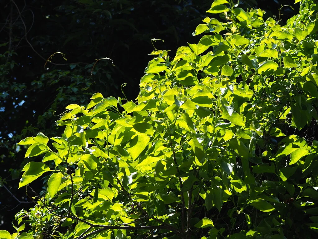 Diospyros Kaki