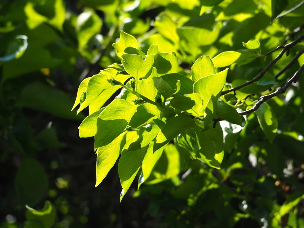 Diospyros Kaki