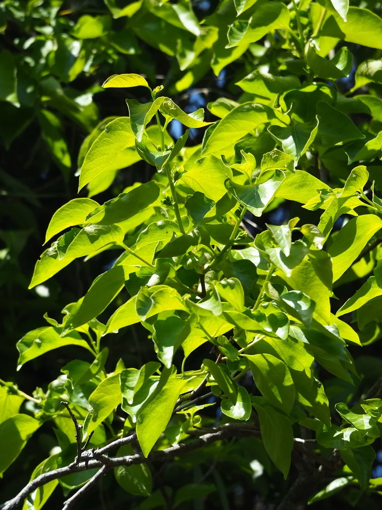 Diospyros Kaki