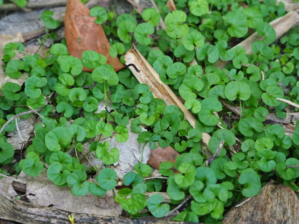 Dichondra Micrantha