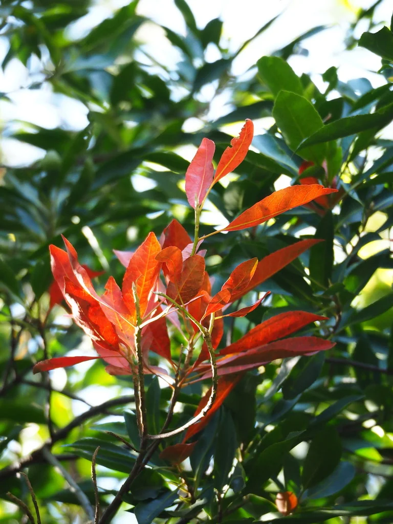Elaeocarpus Decipiens