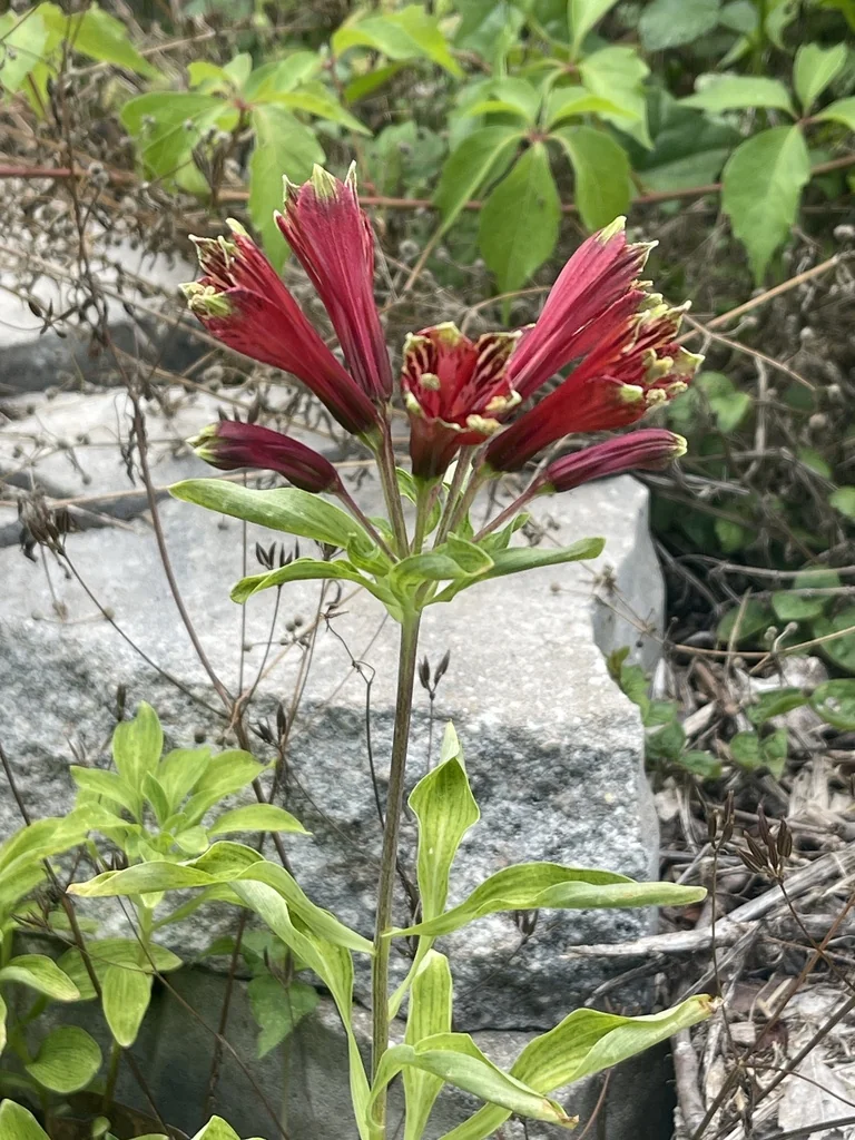 Alstroemeria Psittacina