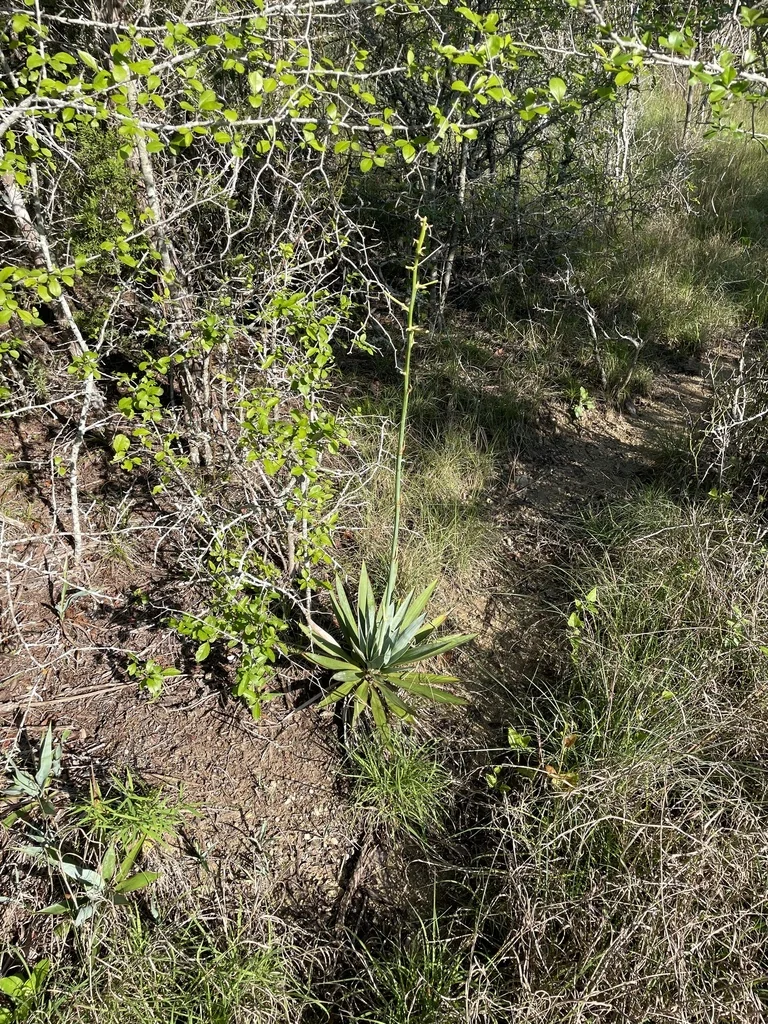 Yucca Pallida