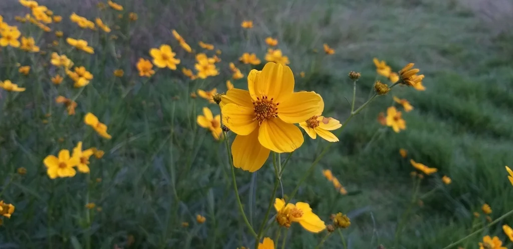 Bidens ferulifolia