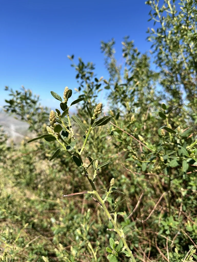 Ceanothus Integerrimus