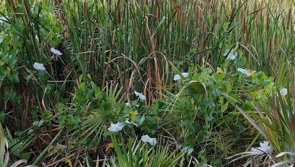Ipomoea Alba