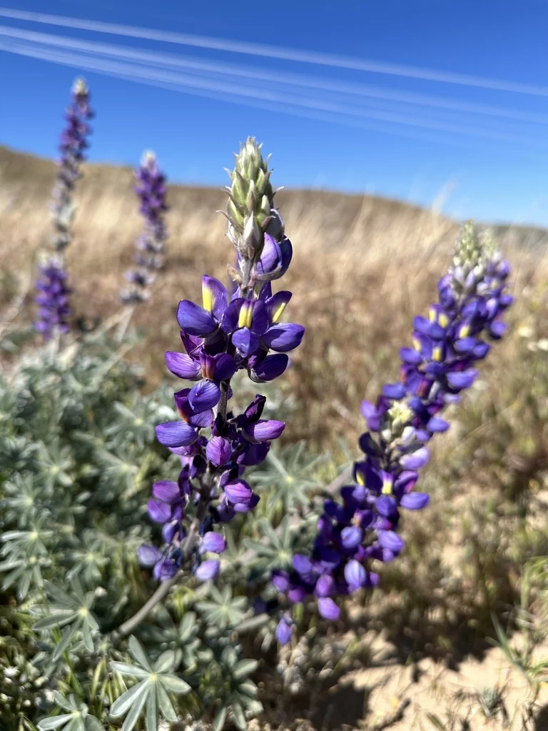 Lupinus Excubitus