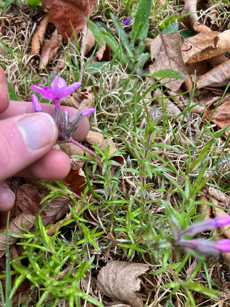 Phlox Subulata